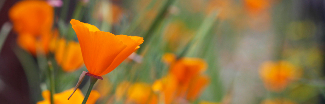 California poppies