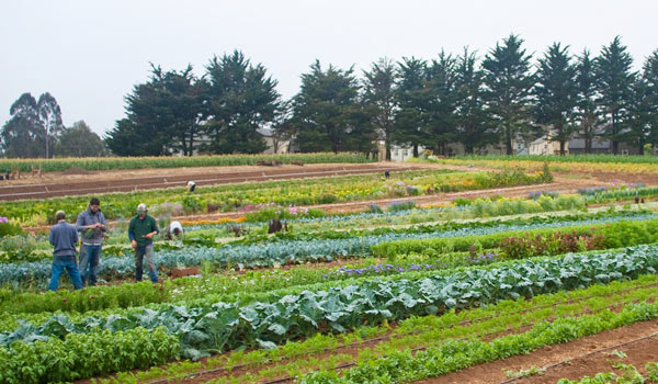 UCSC Farm