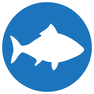 fish.png